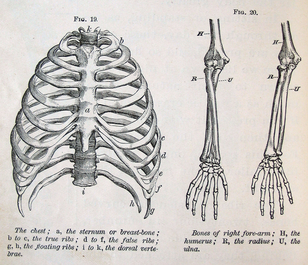 A graphical representation of a human skull