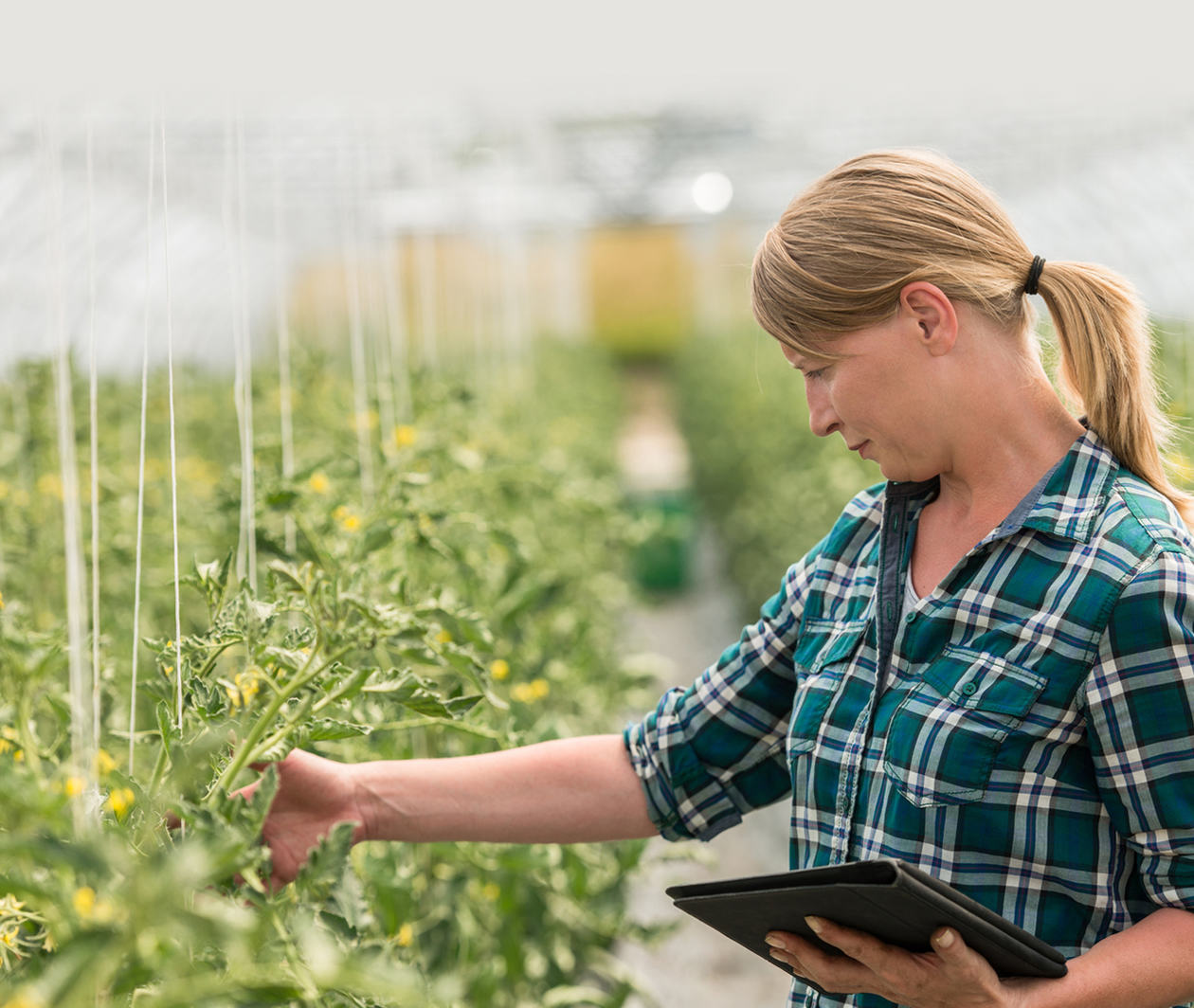 A farmer inspects crops in a glasshouse using a tablet and mobile app to provide on site information.