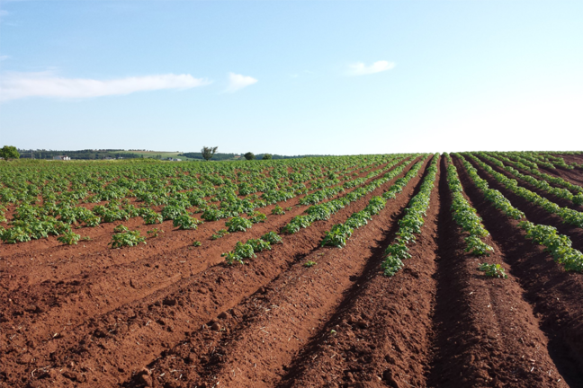 Ploughed field with furrows and saplings