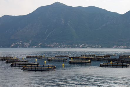 Coastal Aquaculture fishing nets inside the water by some mountains  