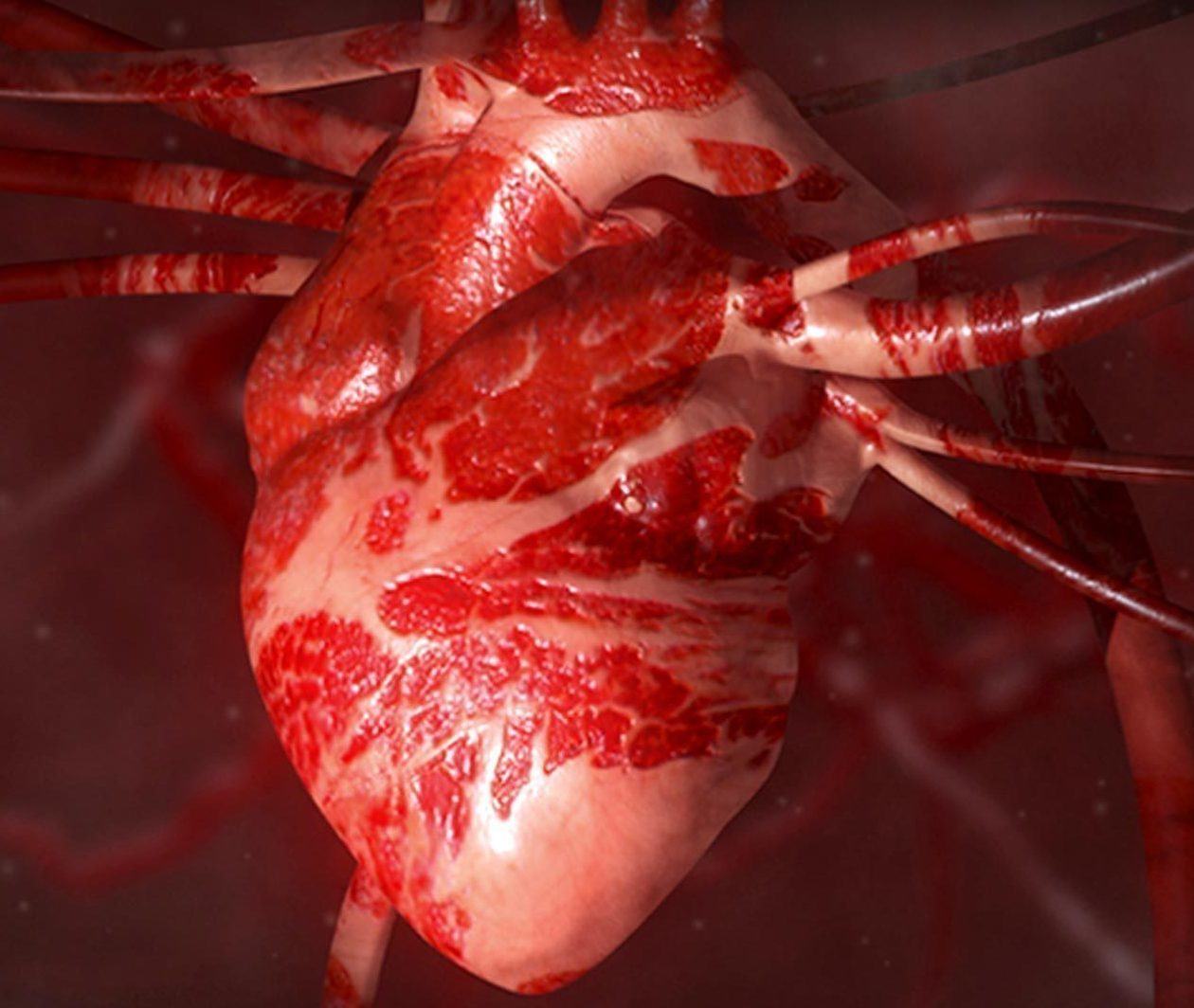 Heart Health: A Beginner's Guide to Cardiovascular Disease