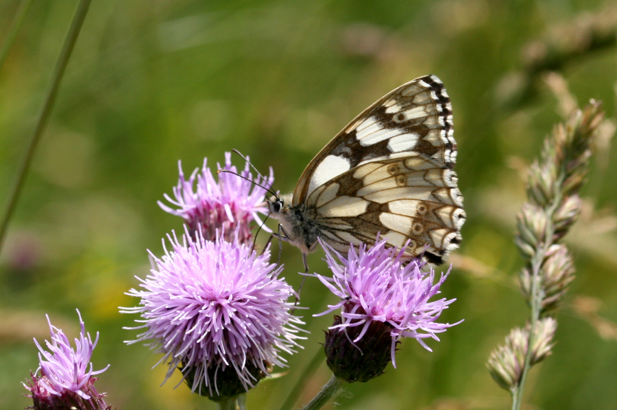 Butterfly on a flower