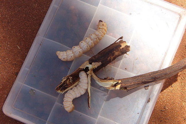 A pair of Witchetty Grubs