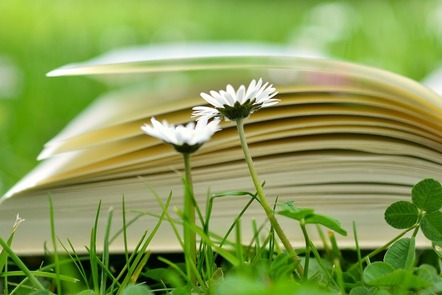 An open book lying on grass with daisies