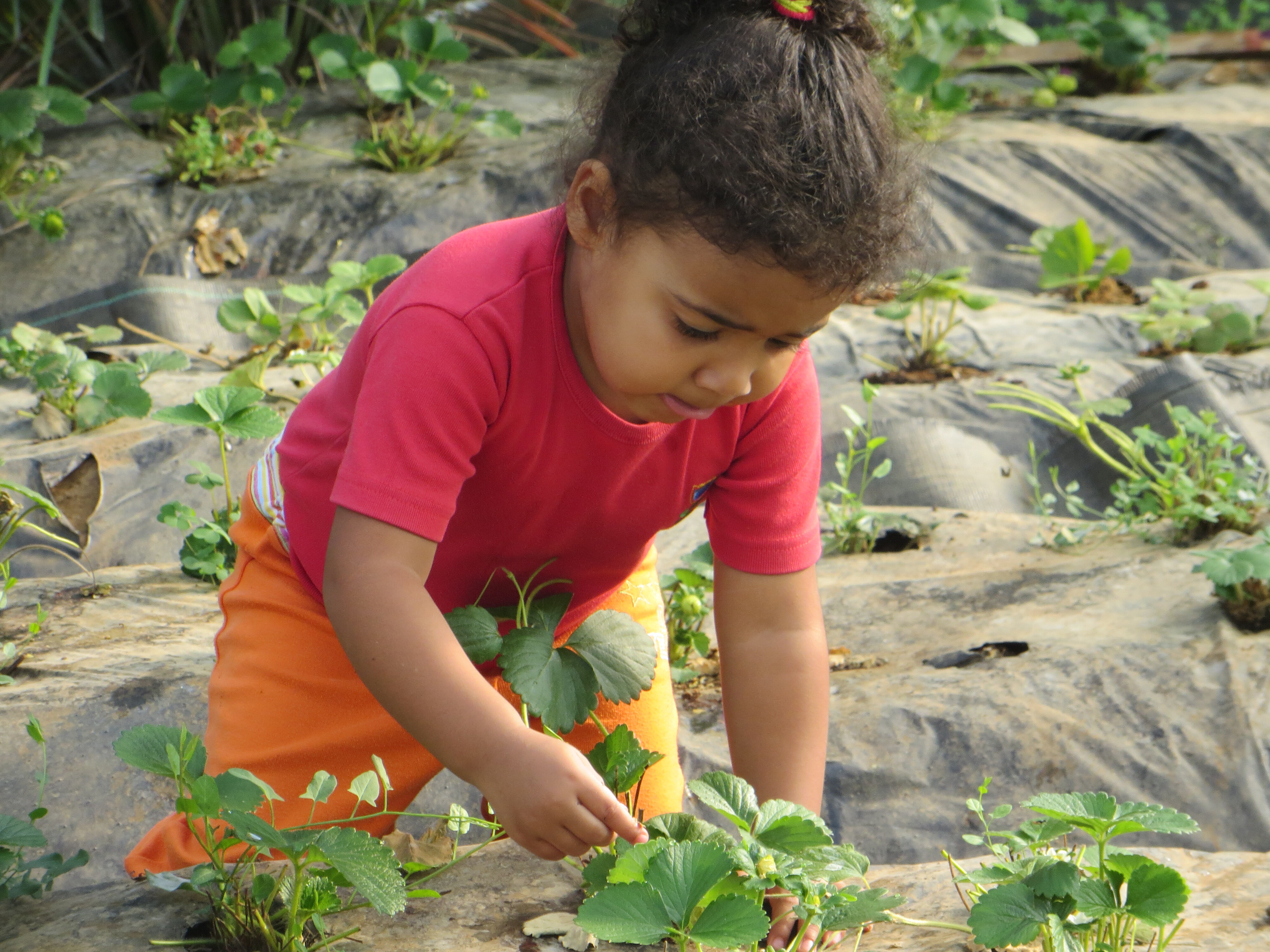 Photo of child on their knees investigating strawberry plants emerging through fleece