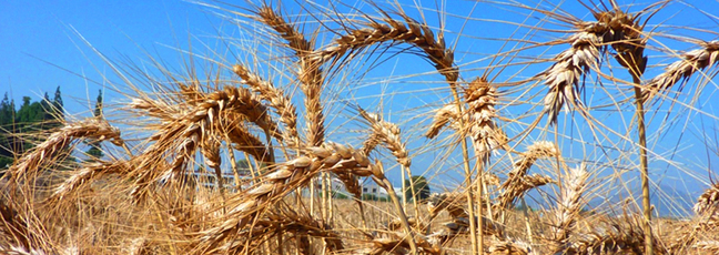Lancaster University Global Food Security Course Image