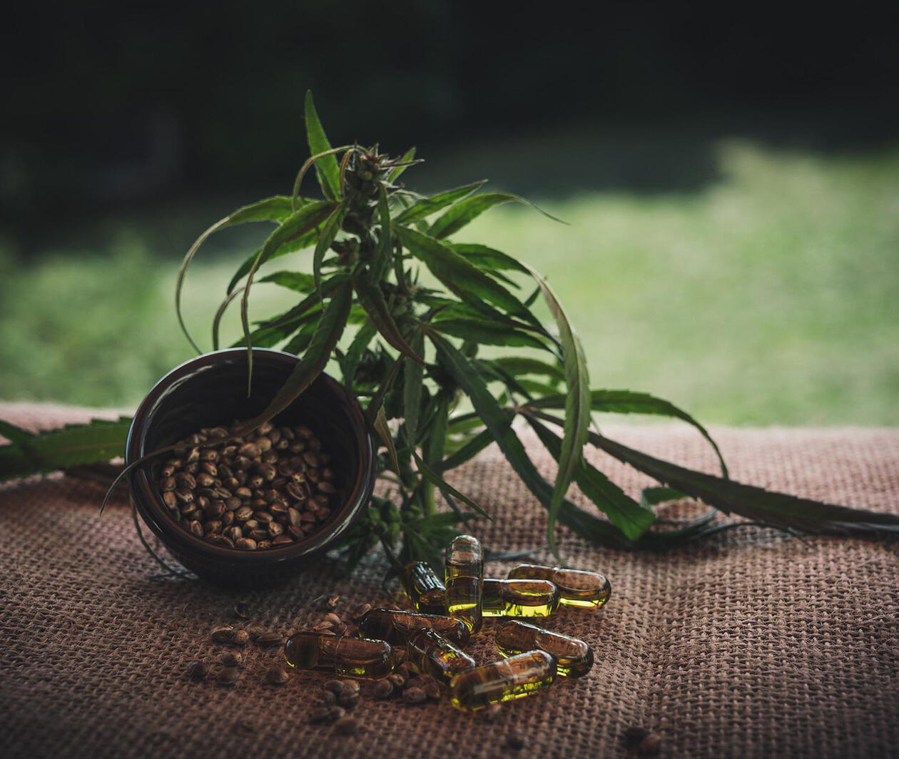 A picture of cannabis leaf and hemp seeds together with some medical capsules