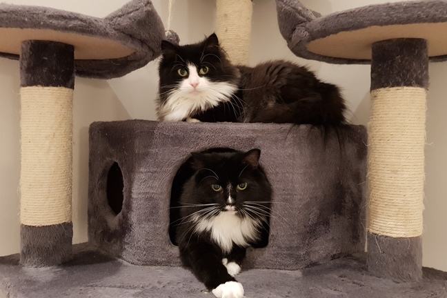 Black and white cats relaxing