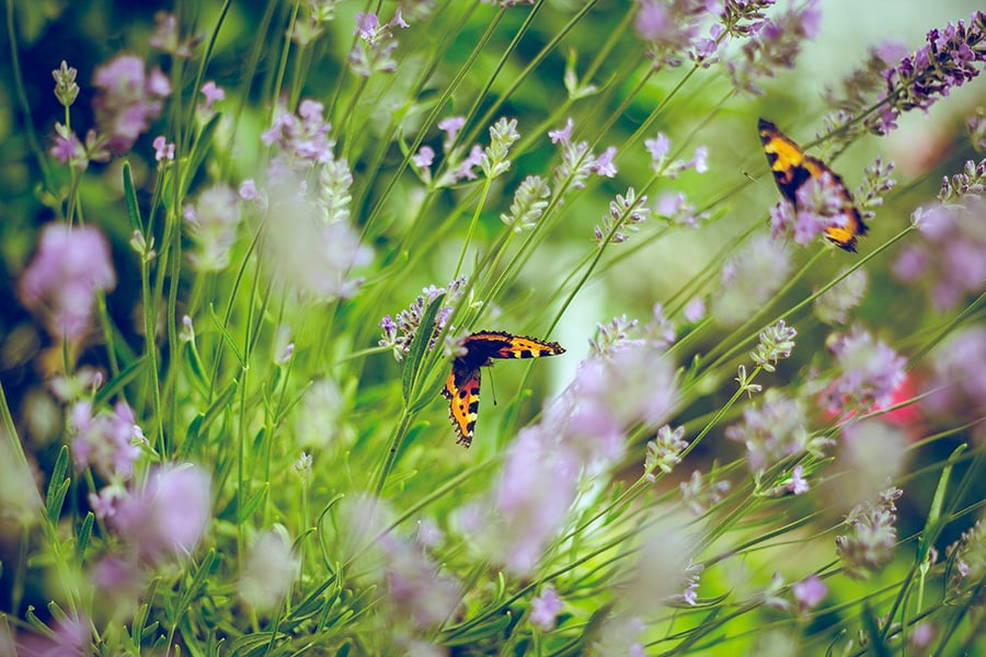 Two butterflies on lavender flowers