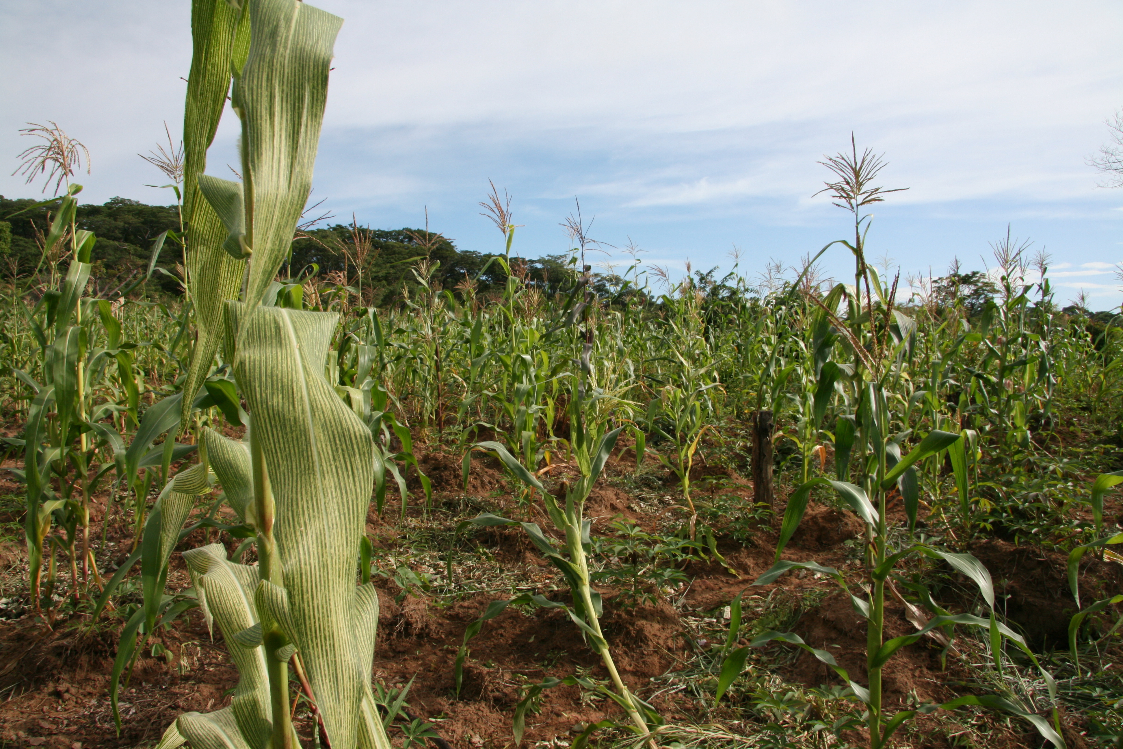 A field of maize