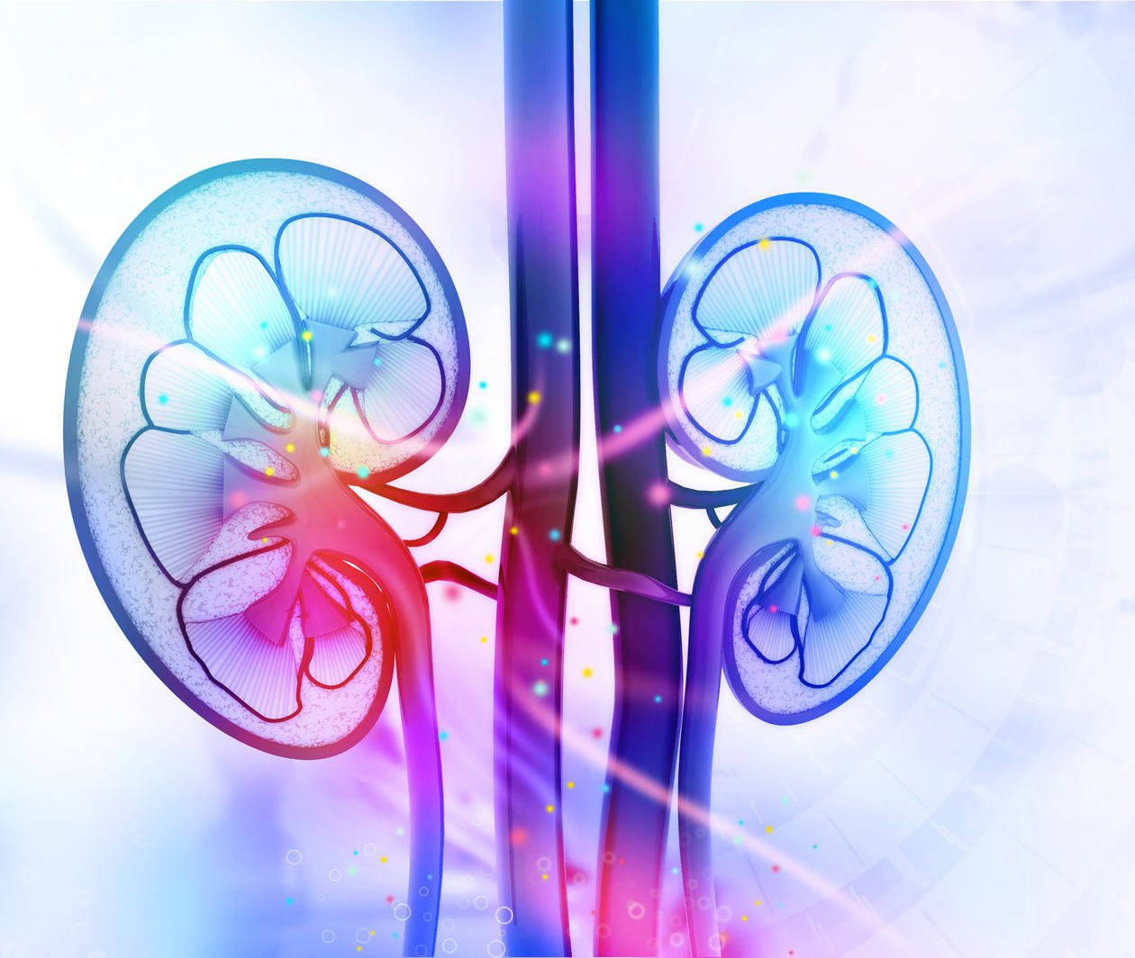 Human kidneys cross section graphic