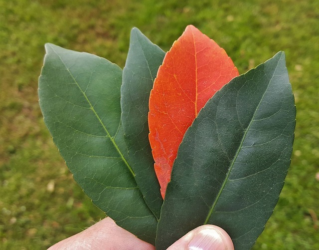 Three green leaves, one orange leaf