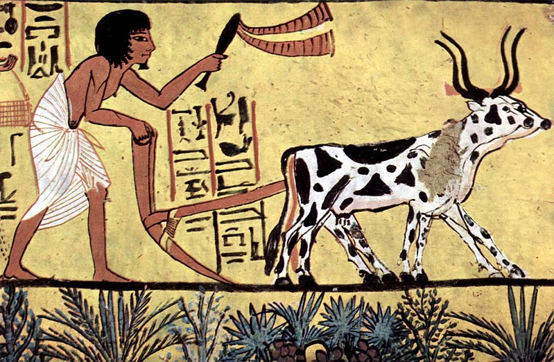 An ancient painting of a man ploughing a field with a cow. There are hieroglyphics in the background.