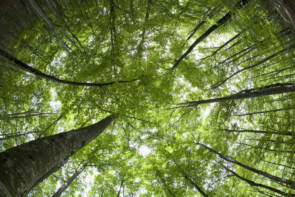 Beech Trees