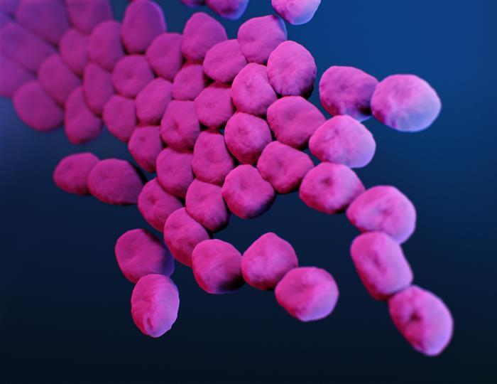 Medical illustration of carbapenem-resistant, Acinetobacter spp. bacteria