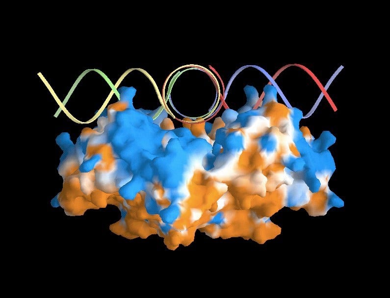 'Technicolour image of a RuvA protein bound to DNA - side view' by John Rafferty.