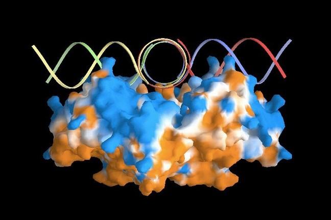 'Technicolour image of a RuvA protein bound to DNA - side view' by John Rafferty.
