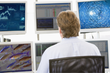 Employee infront of computer screens looking at fish  