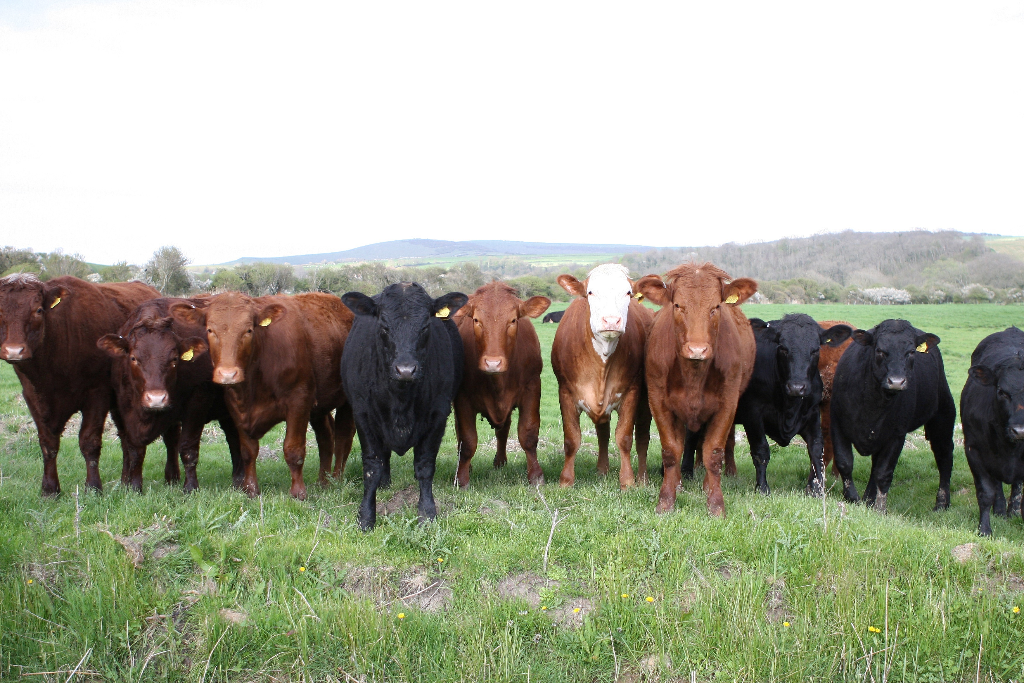 Brown and black cows standing side by side in a field