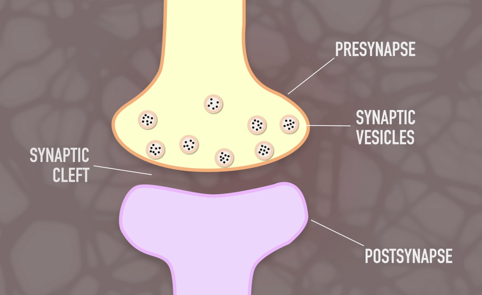 Synaptic transmission