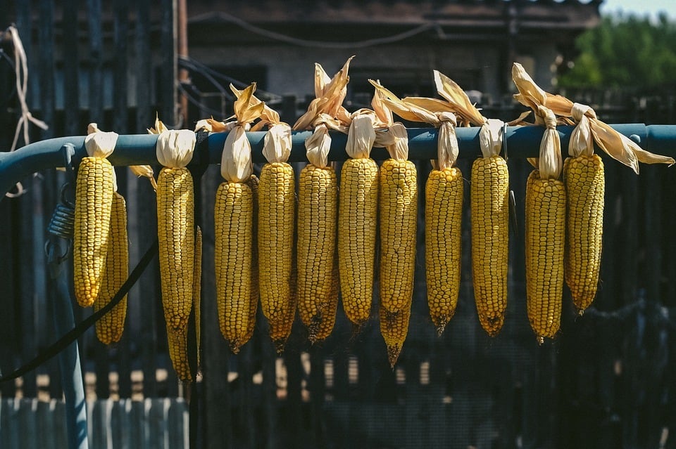 22 cobs of corn hanging on a metal bar