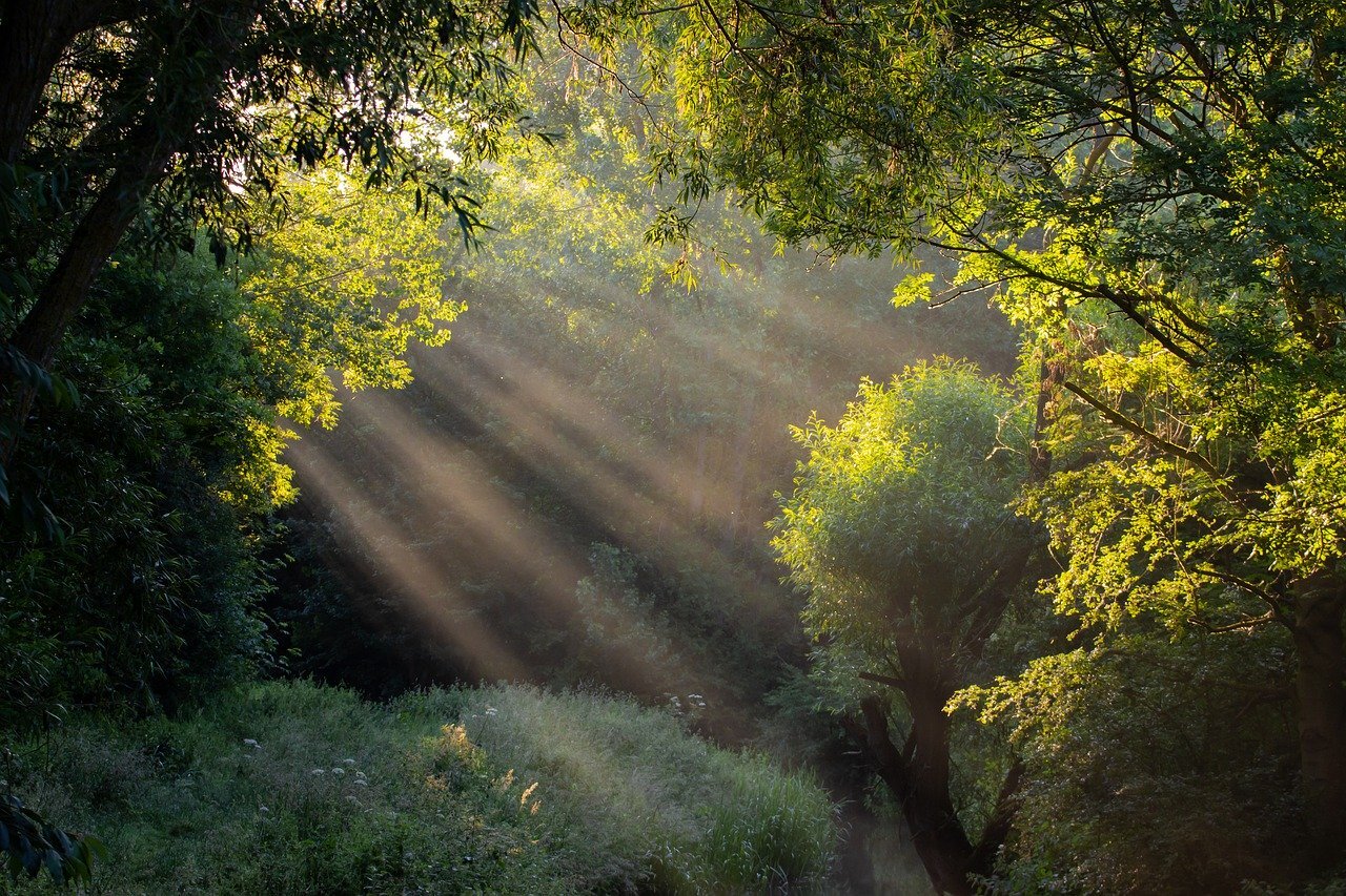 Beams of light shine through the beams of trees