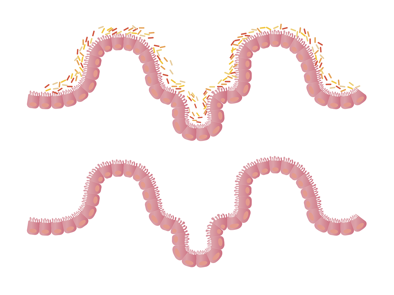 Gut Microbiota