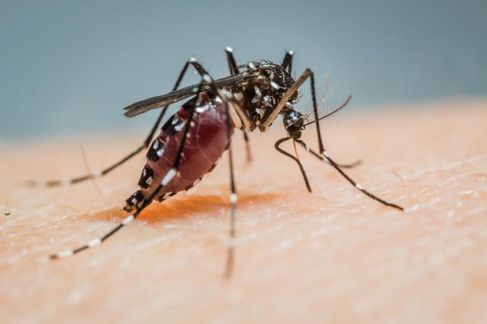 This image shows a female Aedes albopictus mosquito on the skin of a human. She has the black and white striped legs associated with Aedes species. You can see that her abdomen is enlarged and filled with blood, and her blood filled proboscis is visible.