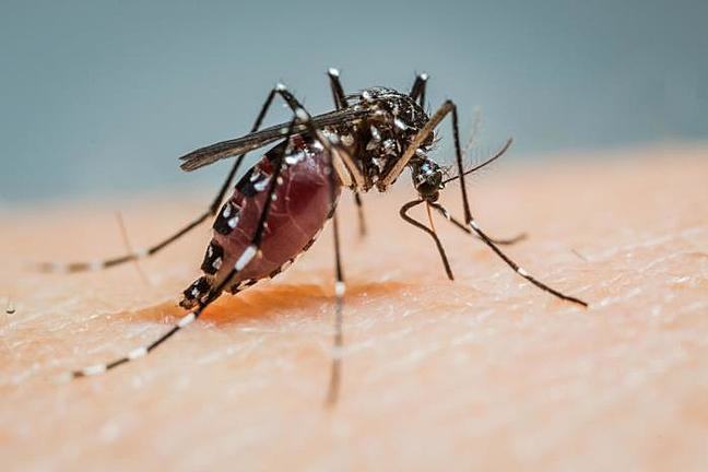 This image shows a female Aedes albopictus mosquito on the skin of a human. She has the black and white striped legs associated with Aedes species. You can see that her abdomen is enlarged and filled with blood, and her blood filled proboscis is visible.
