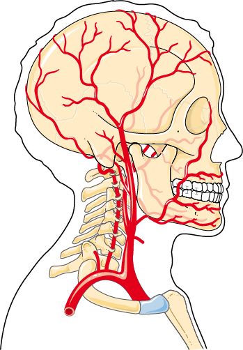Head and neck arteries