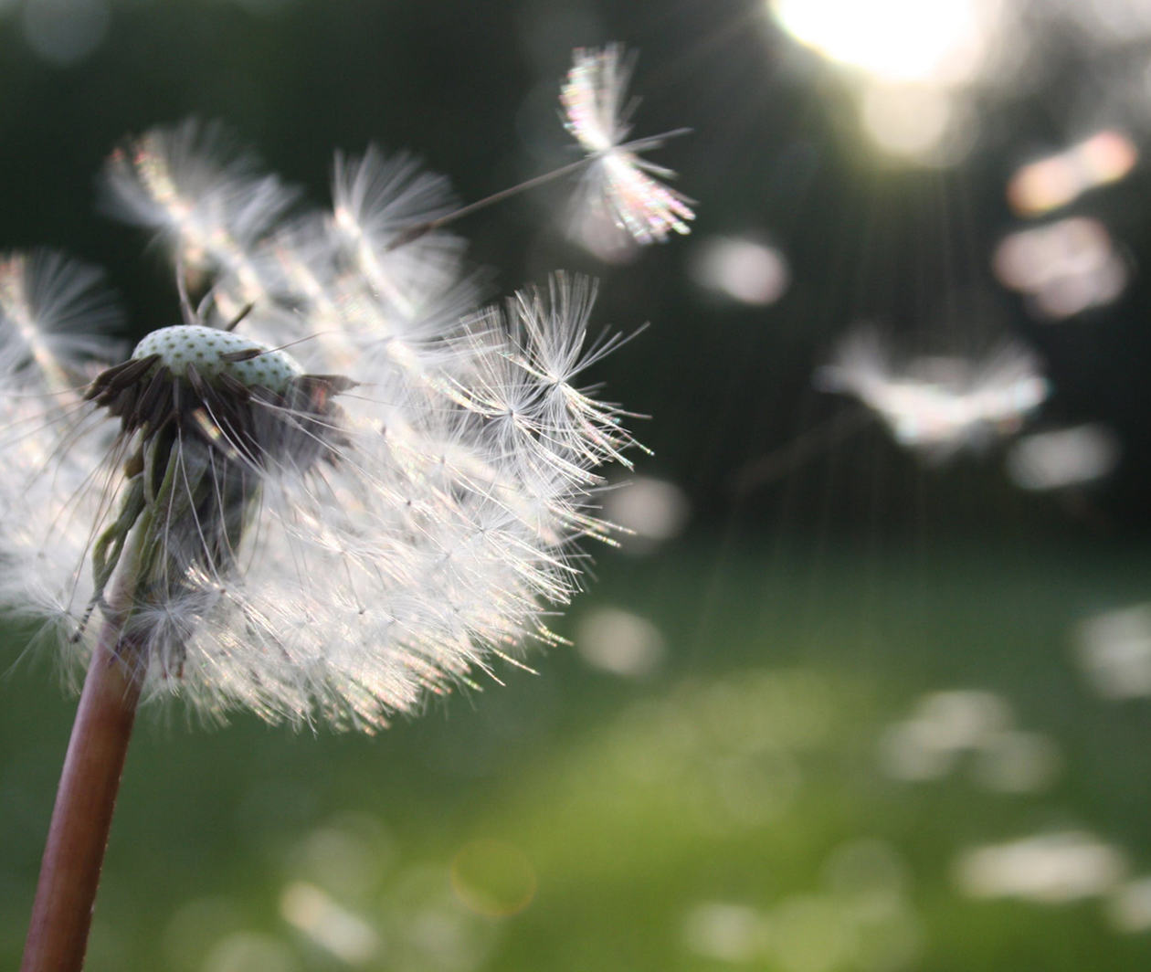 A dandelion seed head