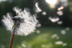 A dandelion seed head