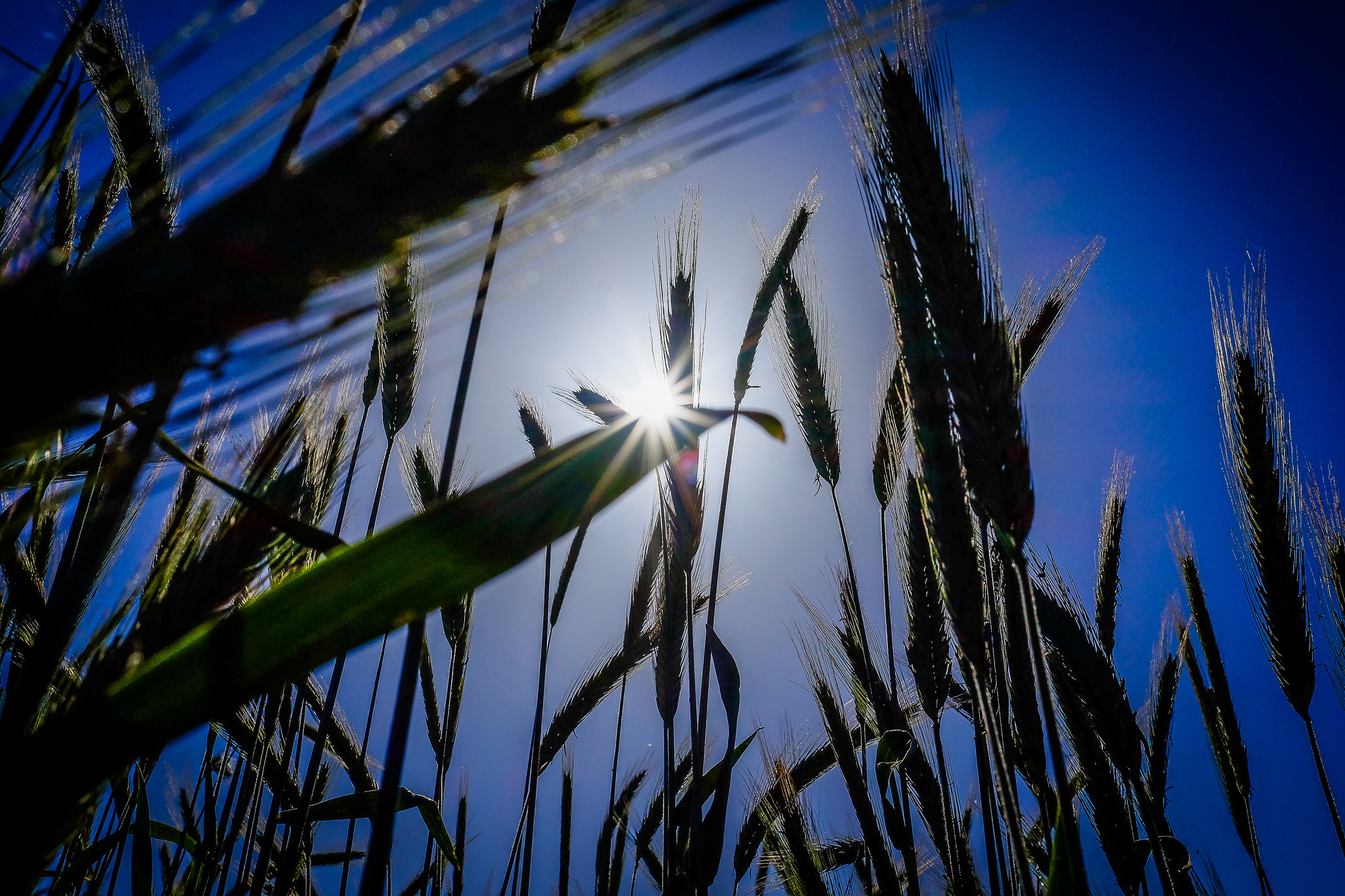 The sun photographed from a low angle through a field of grain