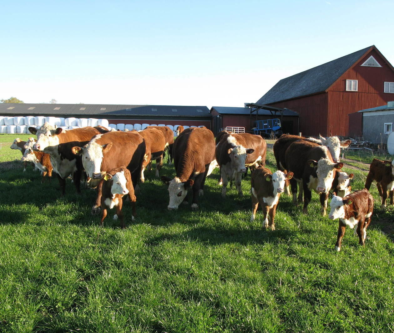 Photo of two cows eating hay from a container. Photo: Malin Planting/SLU