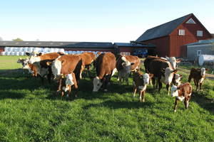 Photo of two cows eating hay from a container. Photo: Malin Planting/SLU