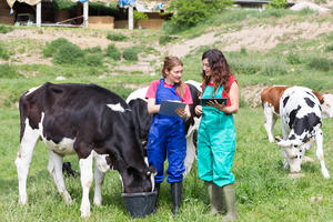 two veterinarians in a field with cows