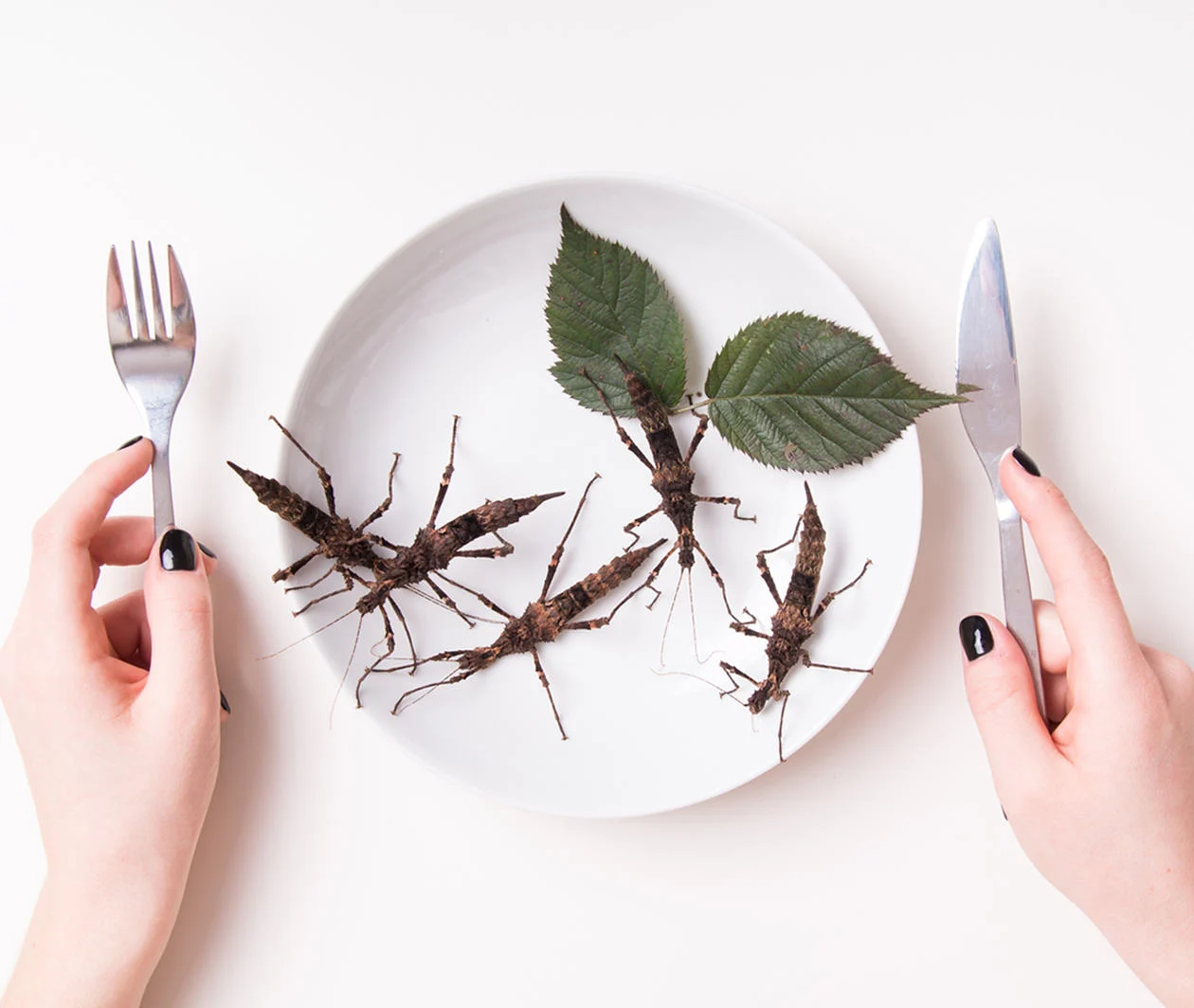 Hands holding a knife and fork about to eat a plate of stick insects 