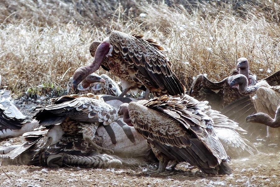 Vultures having lunch