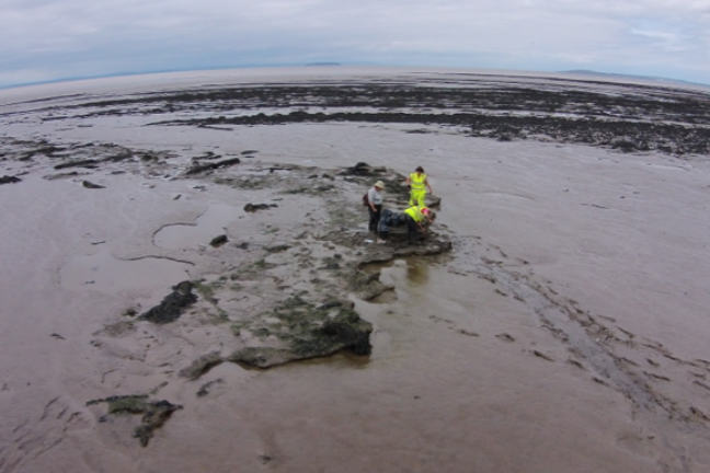 Three students excavating a submerged forest.