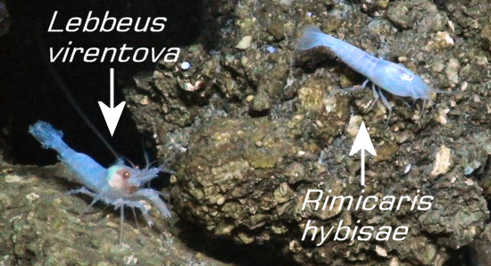 Two new species of shrimps at a deep-sea vent in the Cayman Trough