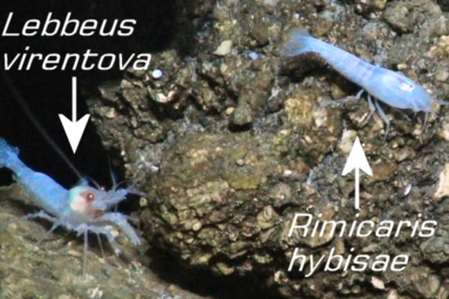 Two new species of shrimps at a deep-sea vent in the Cayman Trough