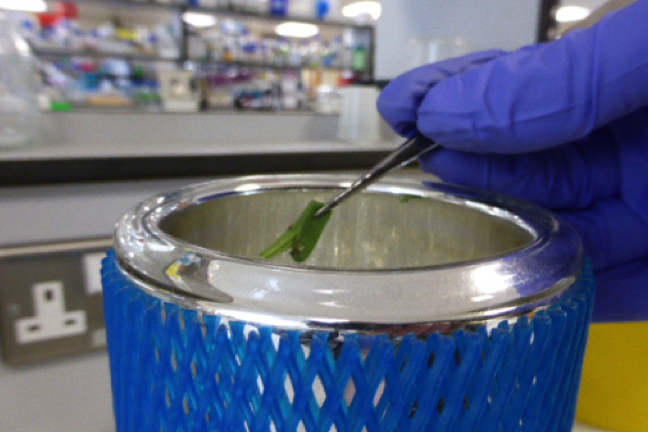 Plunging a leaf into liquid nitrogen