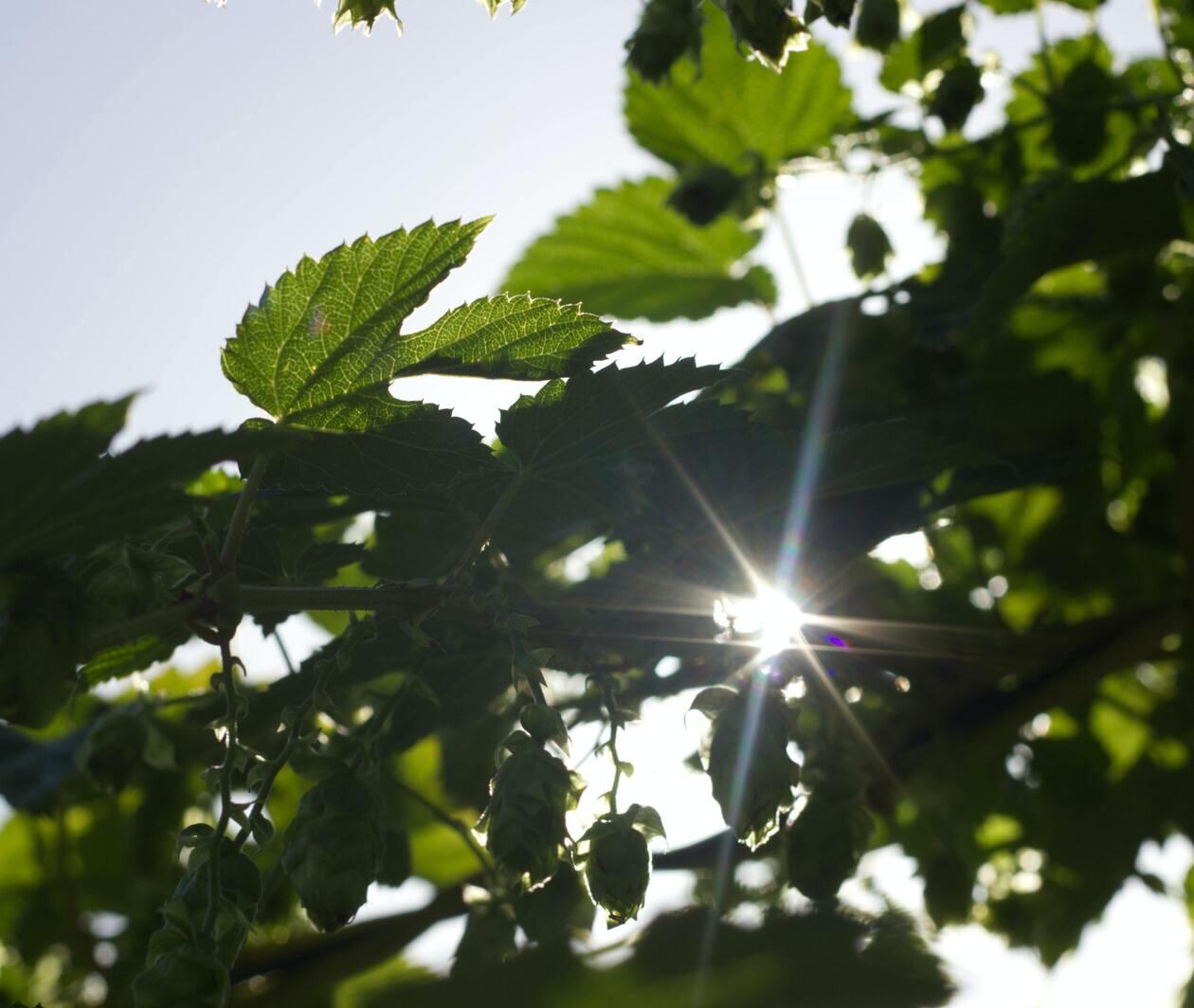 A tree with leaves in the foreground, through the leaves is the sun with sky in the background