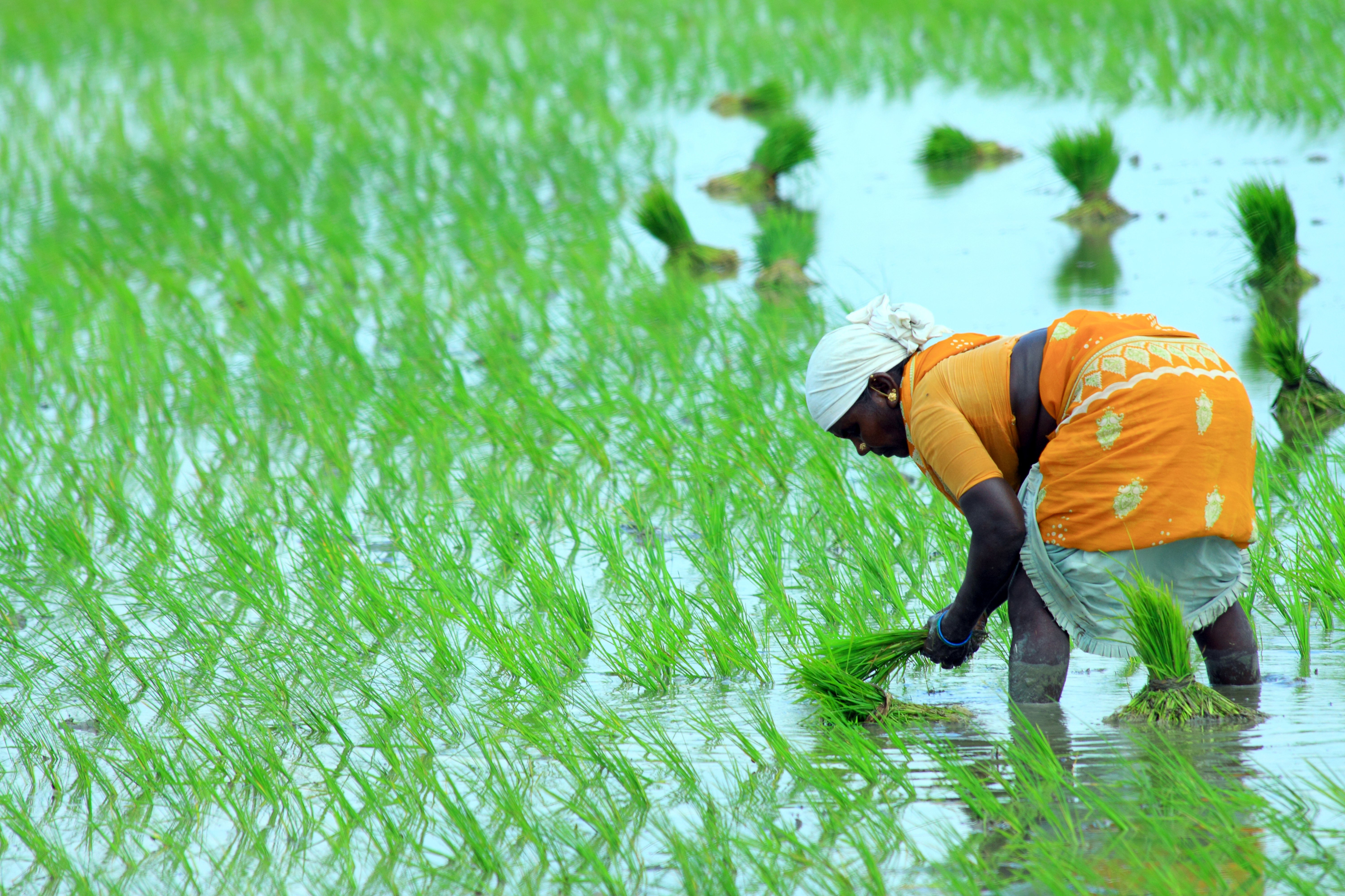 A woman in a rice paddy field bending over and picking rice stalks.