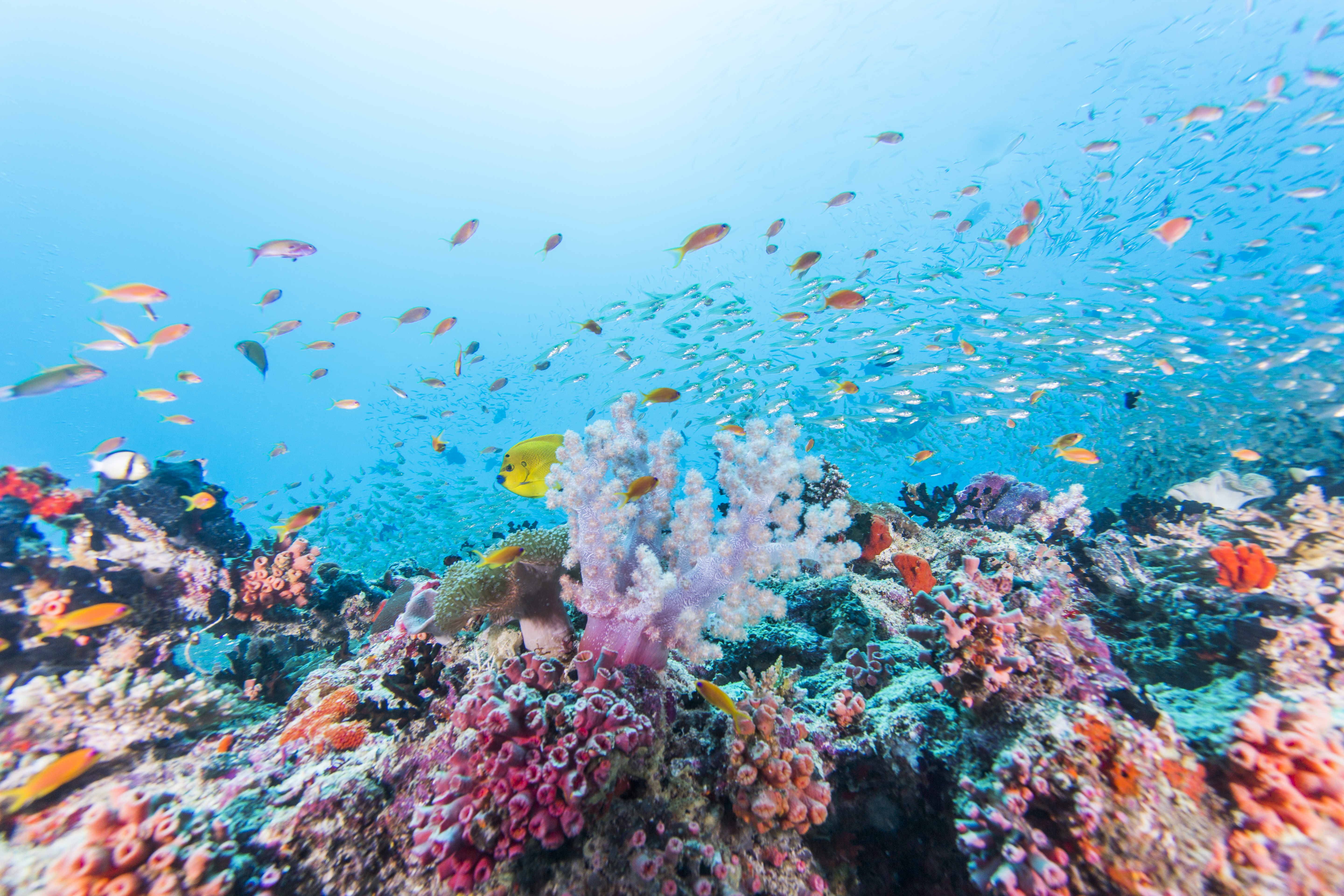 Tropical fish in sea