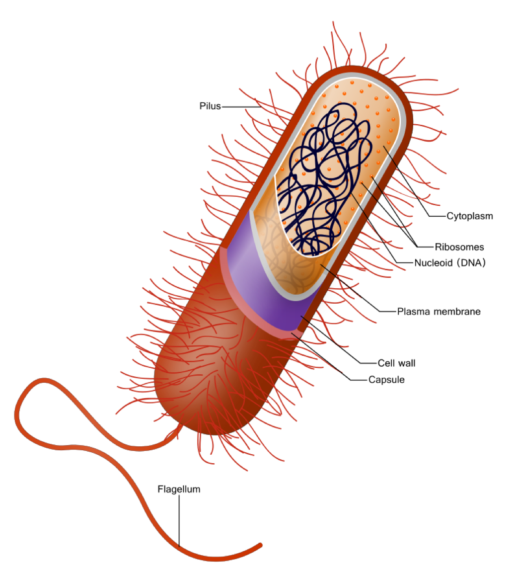 A labelled diagram of a typical bacterium cell