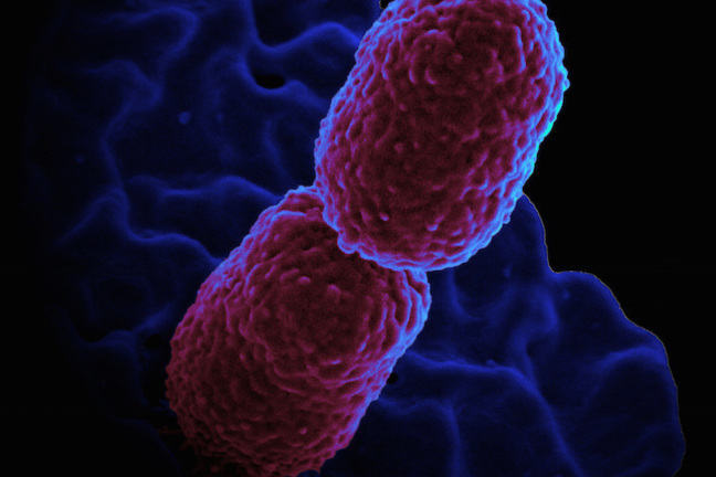 Klebsiella pneumoniae Bacterium