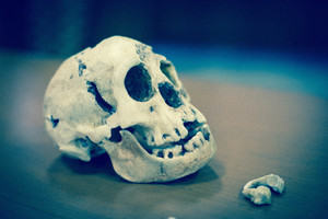 'The Hobbit' skull