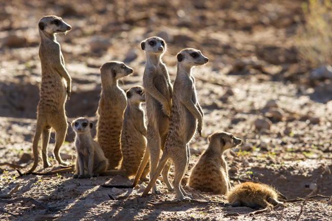 Group of meercats