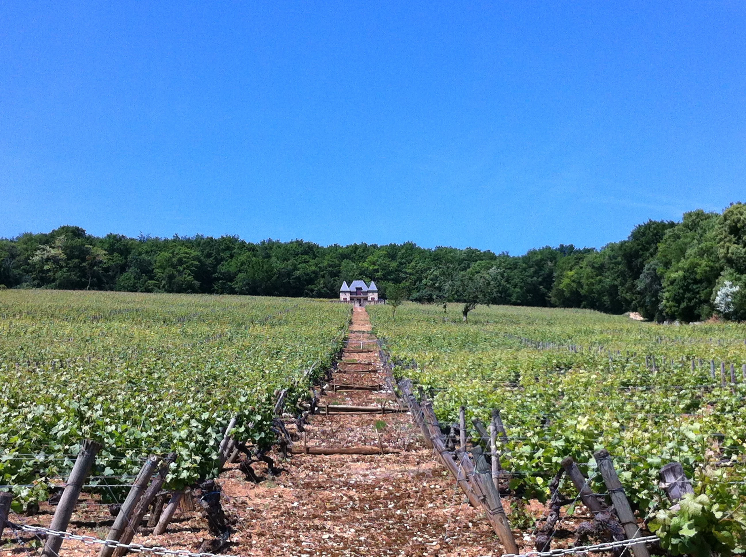 A photograph of a vineyard with a clearing in the middle leading to a farmhouse in the background.